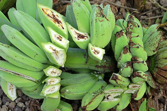 Buah-pisang-kena-penyakit-darah