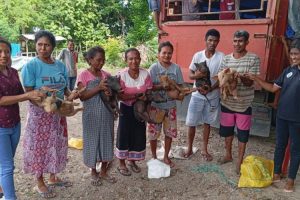 74 Warga Desa Taaba Terima Bantuan Ternak Babi dari Pemerintah Desa