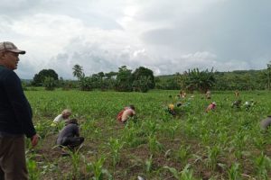 Prioritaskan Pertanian, SBS HMS Bikin Kebun Untuk Rakyat Malaka