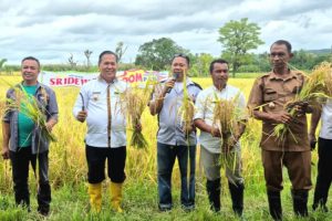 Panen Padi di Lakekun Barat, Wabup Malaka Berharap Ketersediaan Pangan Cukup Sampai Akhir Tahun