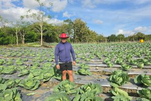 Di Balik Lahan Hortikultura Wakil Ketua DPRD Malaka, Ada Harapan dan Motivasi Untuk Rakyat
