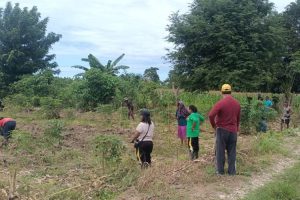Ketika Wakil Bupati Malaka Turun ke Ladang: HMS Jadi Teladan Untuk Rakyatnya Sendiri