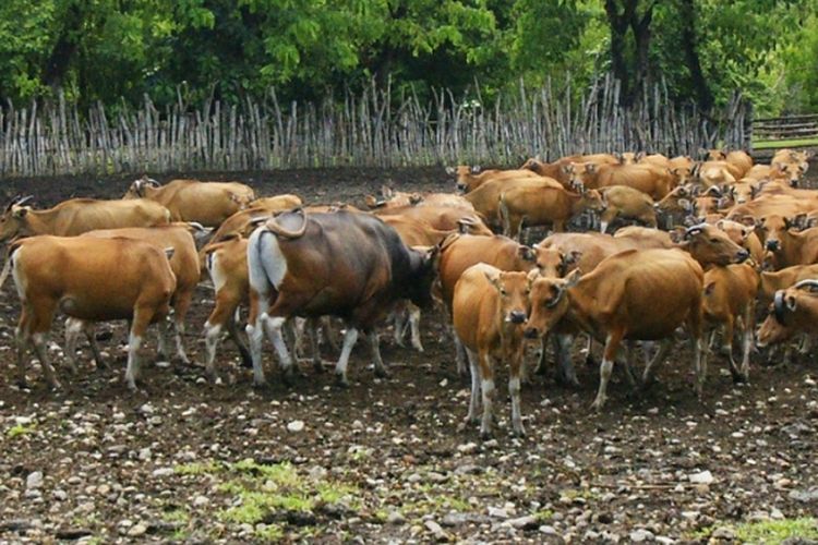 Skandal Pengadaan Sapi di Desa Fatoin: Warga Hanya Terima 18 Ekor dari 80 yang Dianggarkan