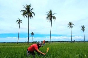 Lima Daerah Tersubur di NTT, Malaka Masuk Daftar Berkat Irigasi Benenain