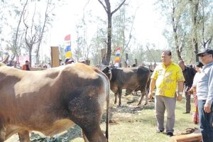 Wakil Bupati HMS: Potensi Peternakan Malaka Besar Sekali