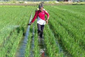 Beras Rakyat Malaka Berlimpah, Redupkan Kenangan Pahit Beras Nona Malaka