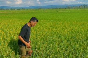 Air Lancar, Petani Malaka Bisa Panen Dua Kali Berkat Langkah Cepat SBS–HMS