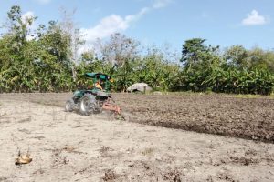 Pemda Malaka Olah Tanah Rakyat Secara Gratis untuk Ketahanan Pangan Keluarga