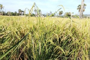 Air Mengalir Lancar, Petani Tersenyum: Tiga Desa di Kobalima Ucapkan Terima Kasih kepada SBS HMS