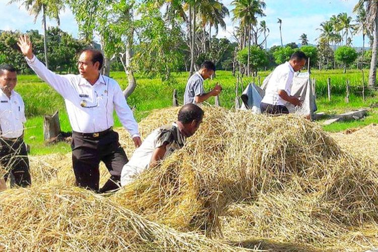 Kebun Gratis: Kebijakan Pro-Rakyat yang Mengubah Wajah Pertanian Malaka 1 IMG 20240708 WA0162