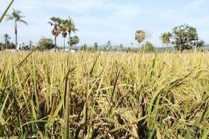 Padi, Jagung, dan Hortikultura: Diversifikasi Pertanian Malaka