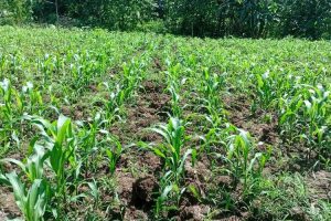 Jagung Petani di Wewiku Tumbuh Subur Berkat Program Balik Tanah Gratis SBS HMS