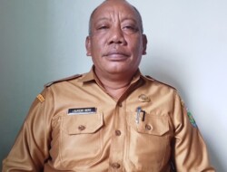 Pertumbuhan Jagung dan Padi Ladang MT I 2025/2026 di Malaka Sangat Menjanjikan, Berpeluang Panen Signifikan