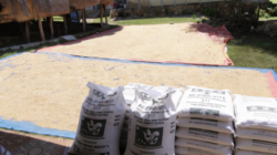 Di Bawah Kepemimpinan SBS HMS, Petani Bangkit: Panen Melimpah Bukti Nyata Program Balik Tanah Gratis