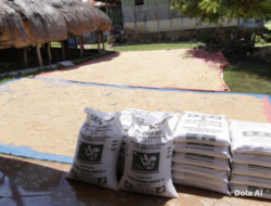 Di Bawah Kepemimpinan SBS HMS, Petani Bangkit: Panen Melimpah Bukti Nyata Program Balik Tanah Gratis