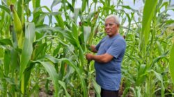 Damai yang Diserukan dari Vatikan, Dentuman yang Datang dari Washington