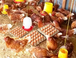 Kelompok Bagaya Umanen Lawalu Produksi 106 Butir Telur per Hari, Bantu Tingkatkan Ekonomi Warga Desa