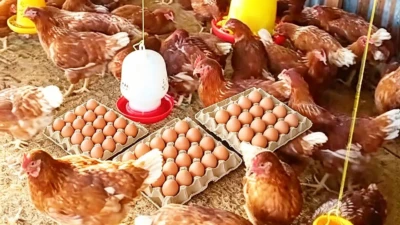 Kelompok Bagaya Umanen Lawalu Produksi 106 Butir Telur per Hari, Bantu Tingkatkan Ekonomi Warga Desa 9 1778587660014