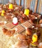 Kelompok Bagaya Umanen Lawalu Produksi 106 Butir Telur per Hari, Bantu Tingkatkan Ekonomi Warga Desa