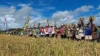 Pertanian Jadi Prioritas Utama SBS-HMS, Wabup Henri Melki Simu: Kita Serius Kerja untuk Sawah dan Kebun
