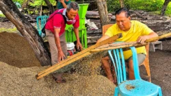 Wakil Bupati Malaka HMS Produksi Sendiri Pupuk Bokashi, Siap Bantu Kelompok Tani Membuat Pupuk Organik