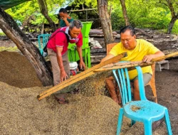 Wakil Bupati Malaka HMS Produksi Sendiri Pupuk Bokashi, Siap Bantu Kelompok Tani Membuat Pupuk Organik
