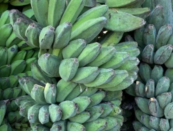 Pisang Asal Malaka Kuasai Pasar Flores, Wakil Bupati HMS: Petani Harus Terus Kembangkan Produksi